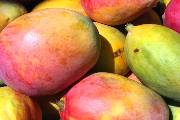 Fruta del Mango, variedad Palmer.